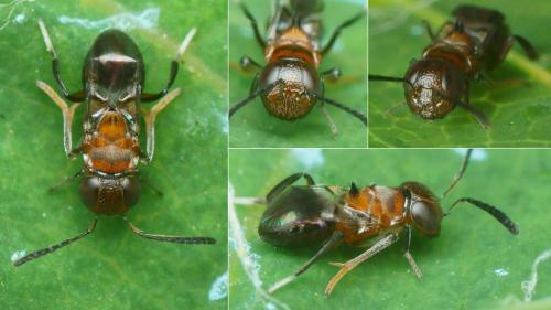 Réf. 264 282 : Encyrtus aurantii